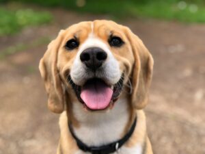 "Close up of a dog (a beagle)"
